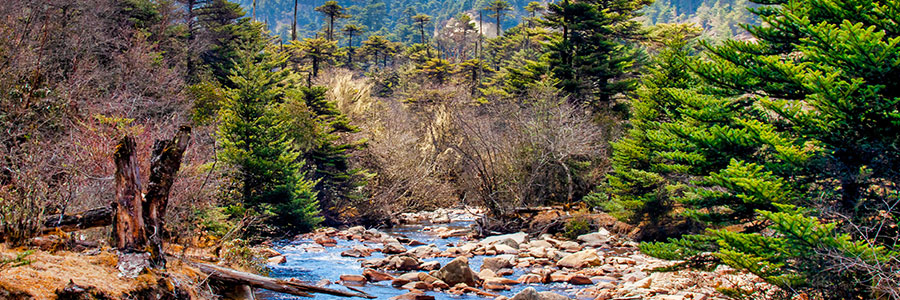 Jigme Dorji National Park