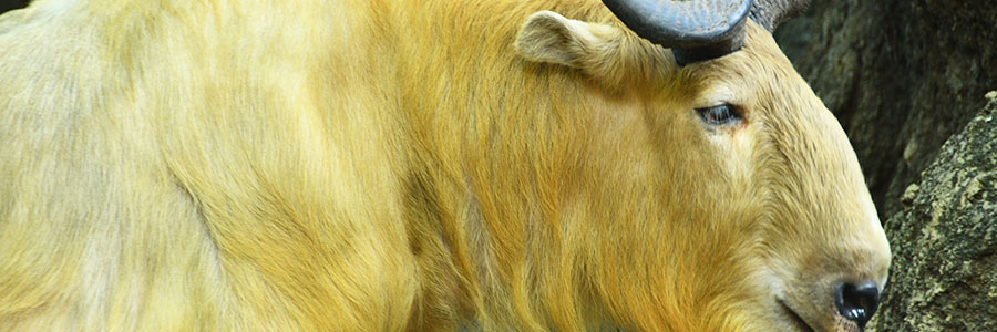 Motithang Takin Preserve