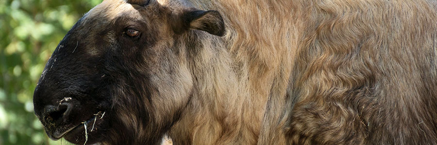 Motithang Takin Preserve